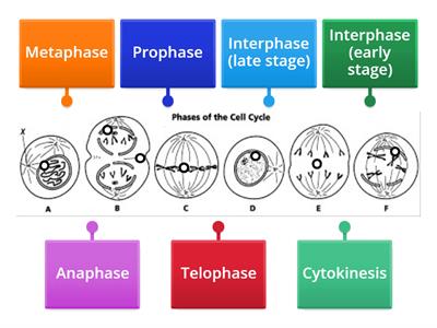 Phases of the Cell Cycle