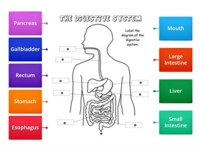 Diagram: Digestive System