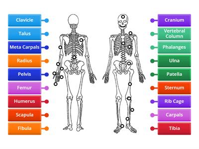 OCR A Level PE - Label The Bones of the Skeleton