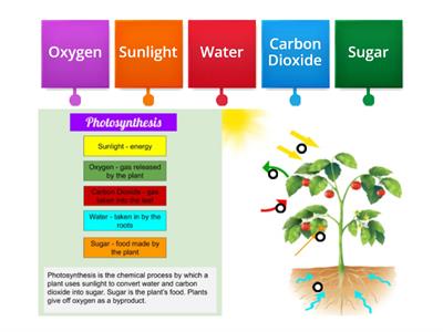 7th Grade Photosynthesis Labels