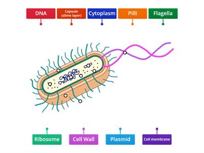 Parts of a bacteria 