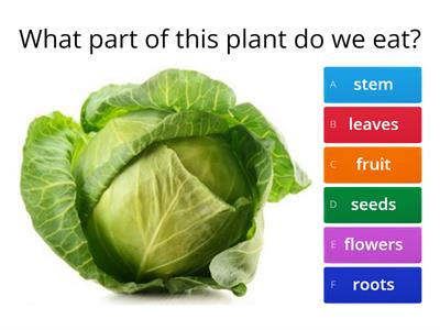Plant Parts that we Eat