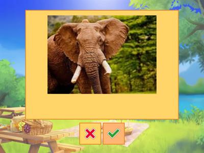 Flash cards animales 