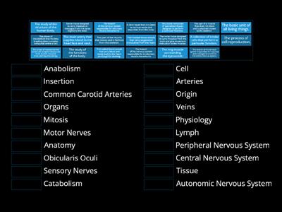 Final Exam Prep Anatomy Matchup