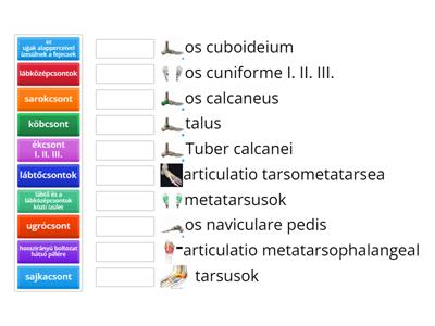 lábtőcsontok és izületeik anatómia