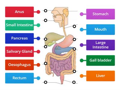 Digestive System