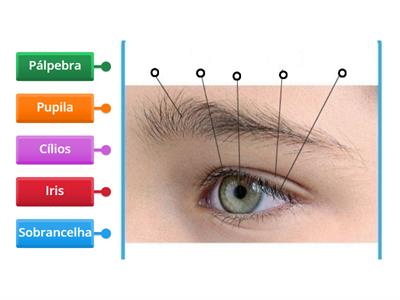 Partes do Olho - Externo