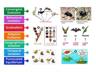 Patterns of Evolution