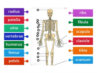 skeleton test PE