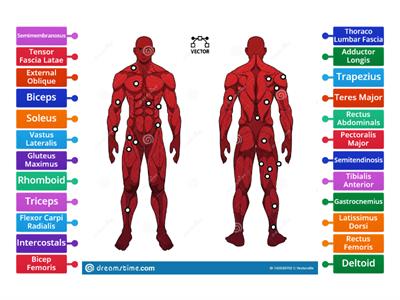 Muscular System- Anatomy and Physiology