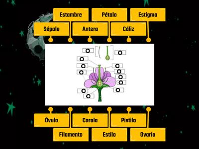 Actividad partes de la Flor