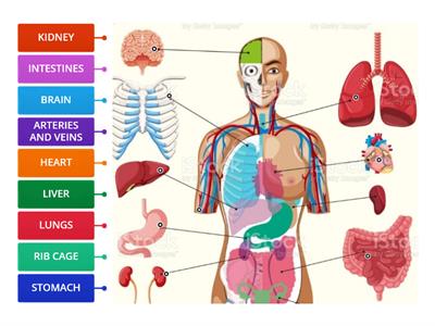 F6B - Body organs