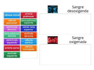 CIRCULACIÓN SANGUÍNEA 