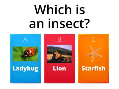 Which is an insect?