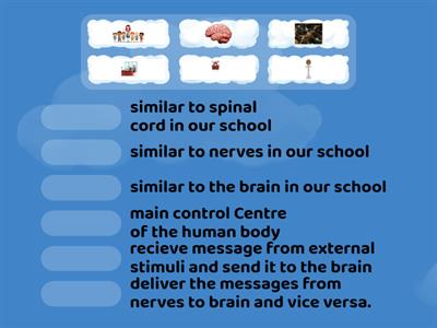 nervous system