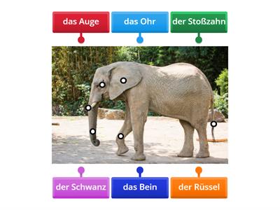 Der Elefant