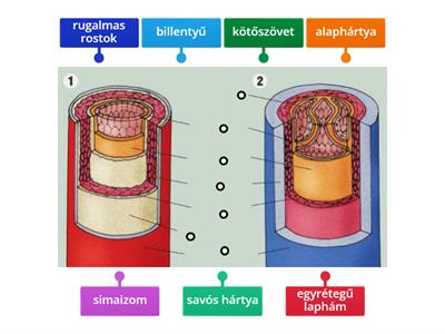 Az artéria (1) és a véna (2) szövettani felépítésének összehasonlítása