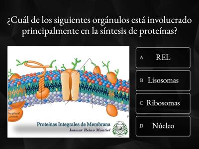 Quizz maestría