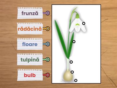 Ghiocelul (Descrierea plantelor)