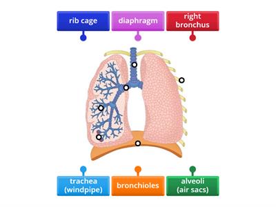 Respiratory system (int/adv)