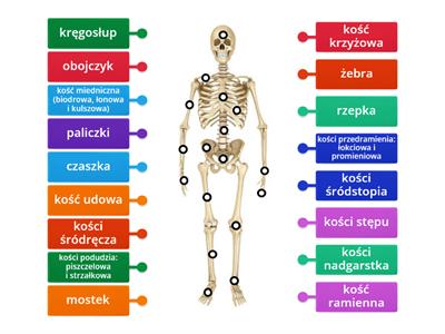 Układ szkieletowy - rozpoznawanie kości