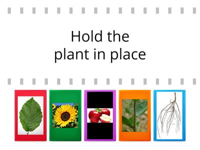 Parts of plant