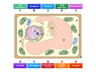 Diagram of a plant cell (level 1) [Pure Bio]