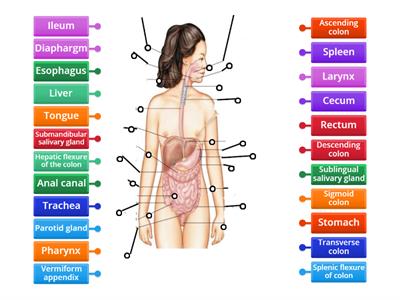 BS: Chapter 16: Digestive System Part 1