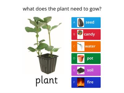 Plant quiz
