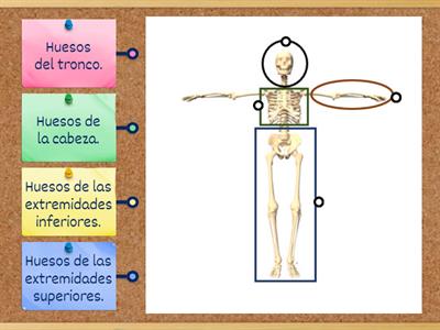 Los principales huesos del esqueleto.