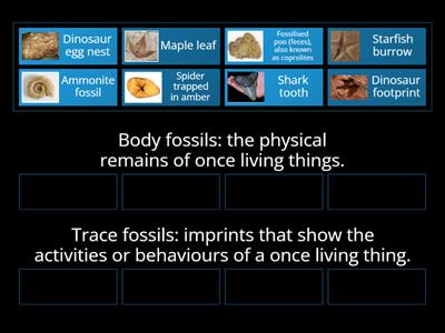 Year 6 Evolution - Body Fossils & Trace Fossils
