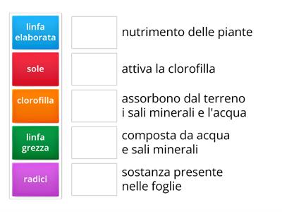 fotosintesi clorofilliana