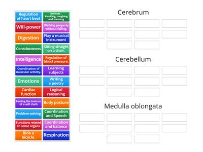 Nervous System