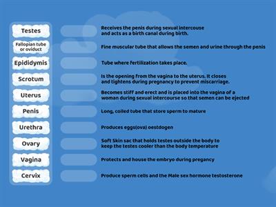 HUMAN REPRODUCTIVE SYSTEM AND PUBERTY-Explain the functions of the organs of the reproductive system