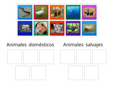 Animales domésticos y salvajes