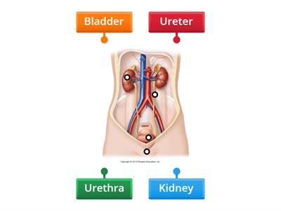 Urinary System