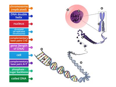 DNA, genes and chromosomes