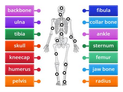  Skeleton vocabulary Year 3