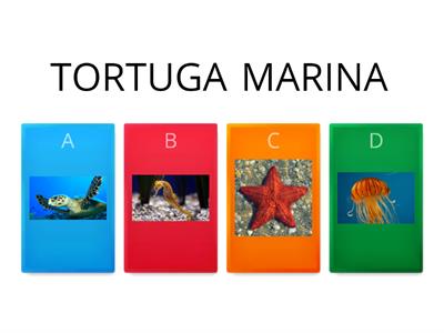 ANIMALS MARINS