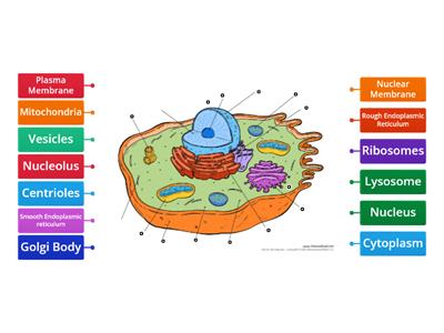 Eukaryotic cell labelling