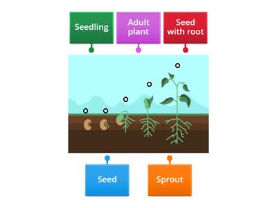 Plant Life Cycle of a Bean Plant