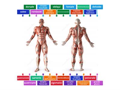  Mappa Sistema Muscolare 3