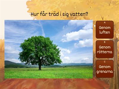 Naturen på hösten