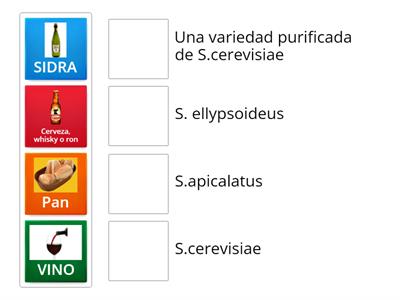 FERMENTACIÓN ALCOHÓLICA