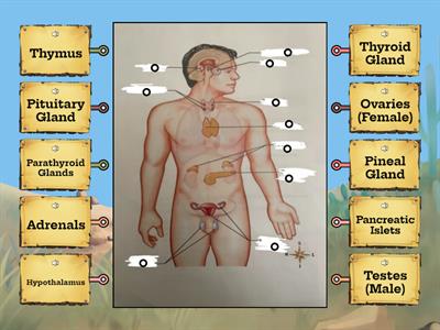 Medical Assisting 2: Endocrine System