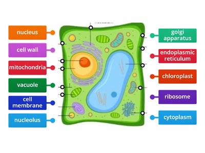 Parts of a Plant Cell