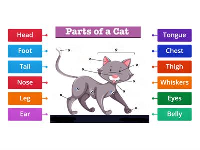 Parts of a Cat