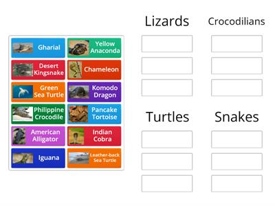 Classifying reptiles