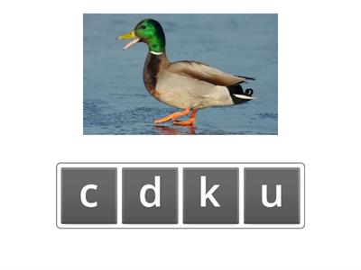 ck