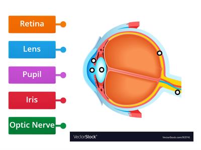 Parts of the Eye KS3